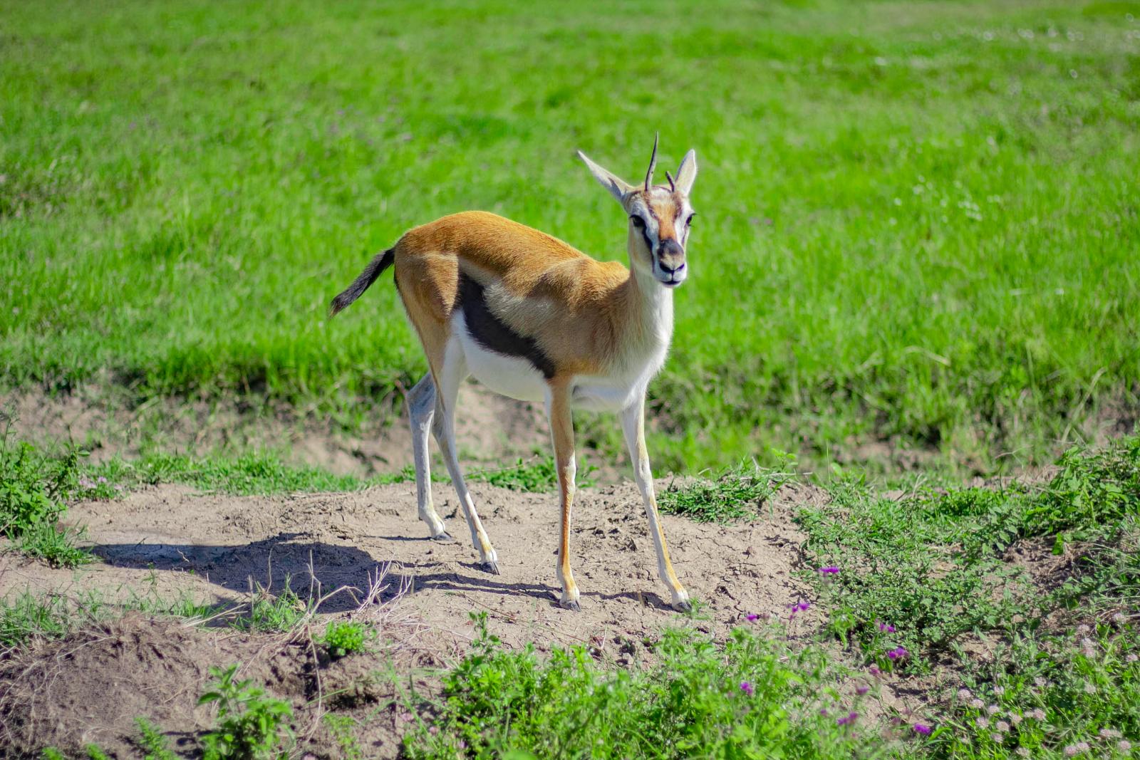 Tanzania Local Safari Experts